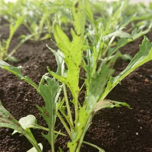 Green Mizuna Mustard Seeds - Japanese Asian Greens - 20 Seed Pack - Image 8