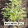 Green Mizuna Mustard Seeds - Japanese Asian Greens - 20 Seed Pack - Image 1