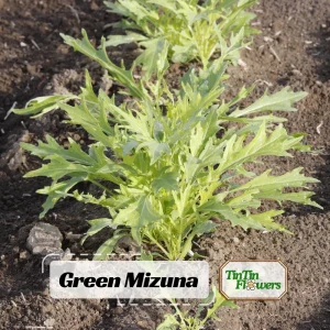 Green Mizuna Mustard Seeds - Japanese Asian Greens - 20 Seed Pack - Image 1