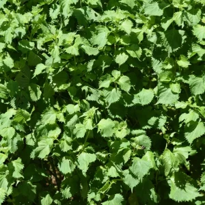 Green Shiso Herb Seeds - Perilla frutescens - Japanese Perilla Leaf - 20 Seed Pack - Image 10