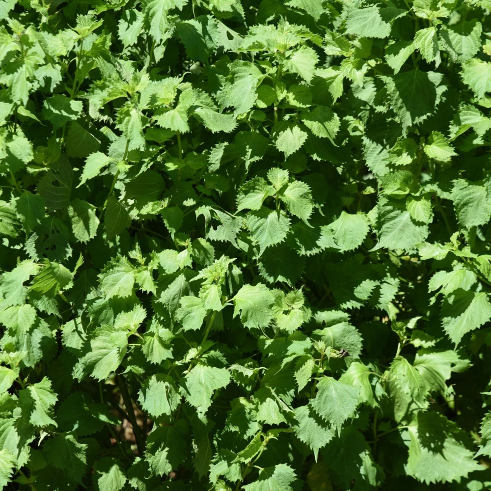 Green Shiso Herb Seeds - Perilla frutescens - Japanese Perilla Leaf - 20 Seed Pack - Image 10