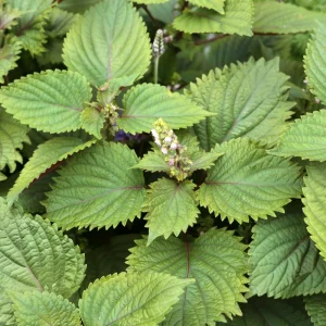 Green Shiso Herb Seeds - Perilla frutescens - Japanese Perilla Leaf - 20 Seed Pack - Image 2