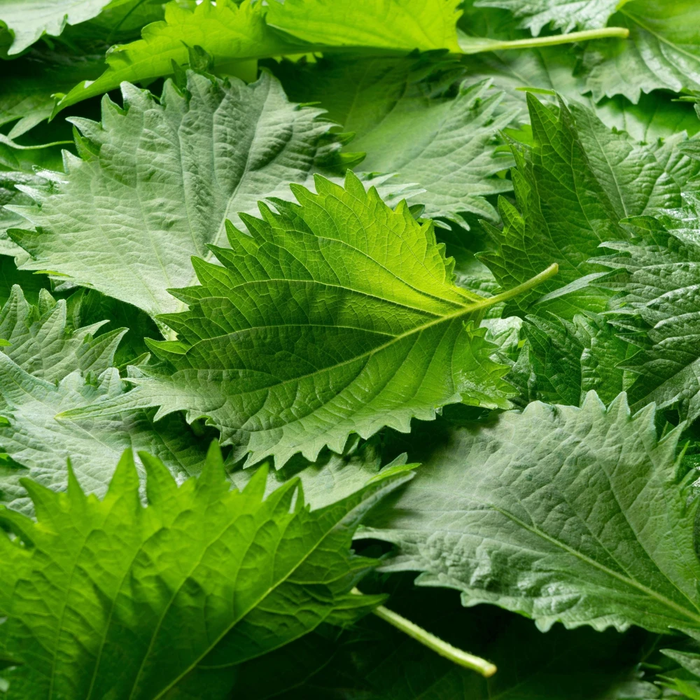 Green Shiso Herb Seeds - Perilla frutescens - Japanese Perilla Leaf - 20 Seed Pack - Image 3