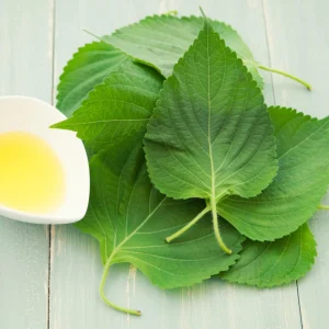 Green Shiso Herb Seeds - Perilla frutescens - Japanese Perilla Leaf - 20 Seed Pack - Image 4