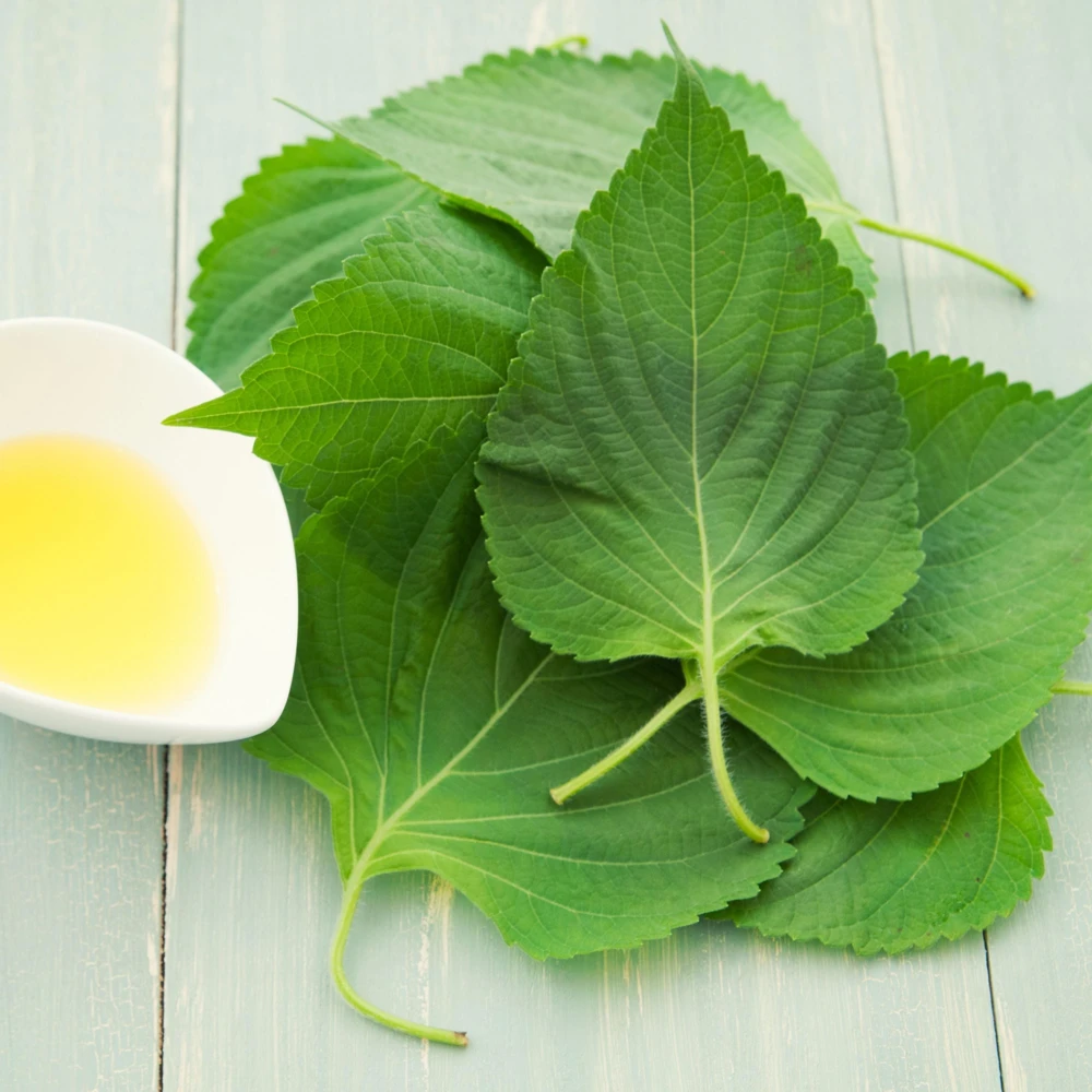 Green Shiso Herb Seeds - Perilla frutescens - Japanese Perilla Leaf - 20 Seed Pack - Image 4