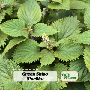 Green Shiso Herb Seeds - Perilla frutescens - Japanese Perilla Leaf - 20 Seed Pack - Image 1