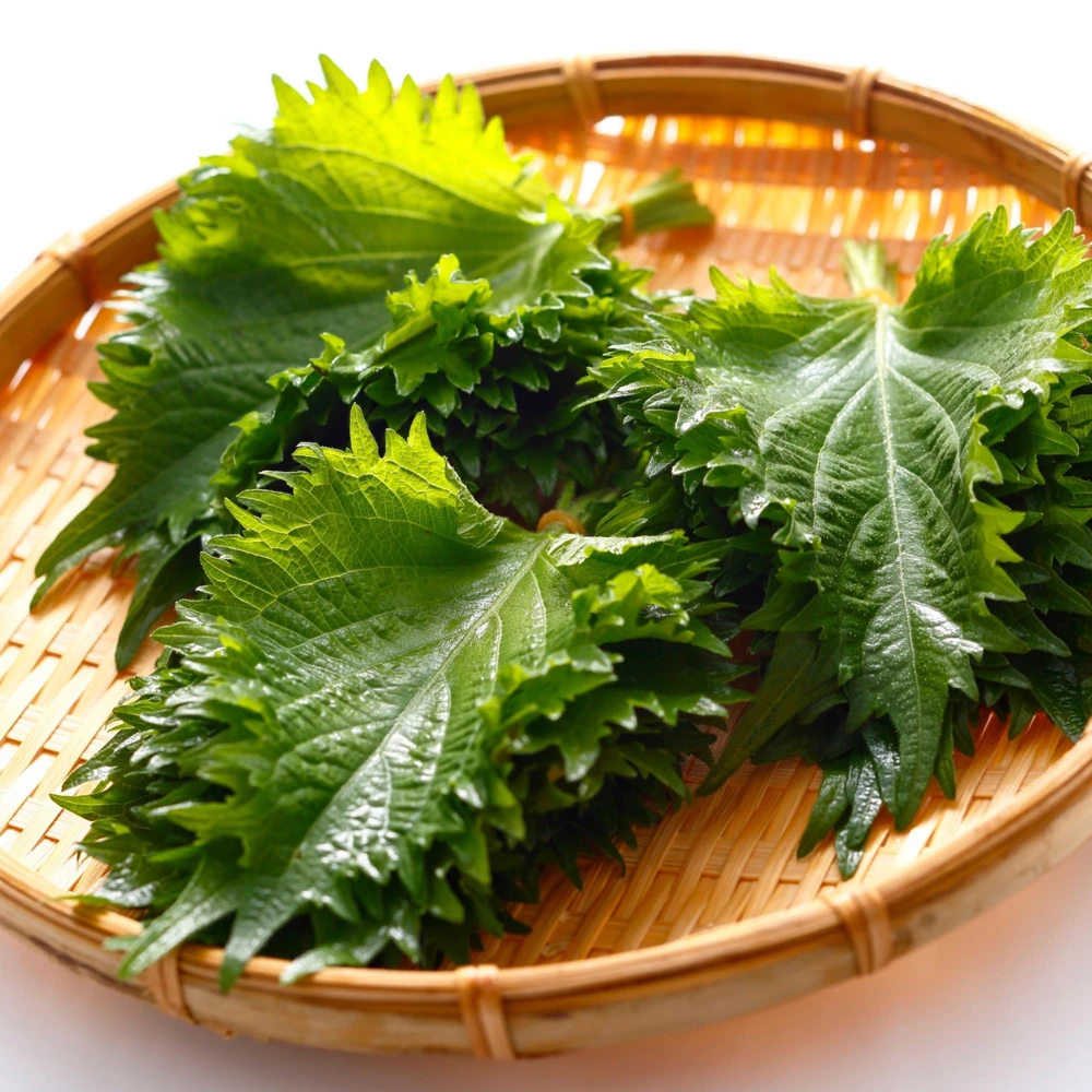 Green Shiso Herb Seeds - Perilla frutescens - Japanese Perilla Leaf - 20 Seed Pack - Image 5