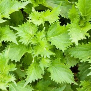 Green Shiso Herb Seeds - Perilla frutescens - Japanese Perilla Leaf - 20 Seed Pack - Image 6