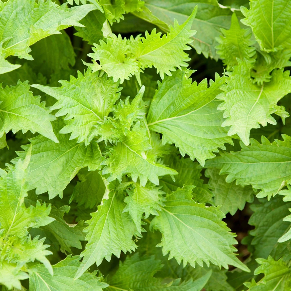 Green Shiso Herb Seeds - Perilla frutescens - Japanese Perilla Leaf - 20 Seed Pack - Image 6