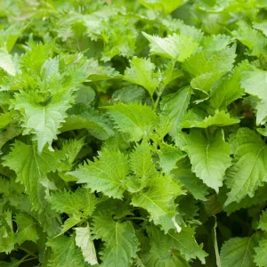 Green Shiso Herb Seeds - Perilla frutescens - Japanese Perilla Leaf - 20 Seed Pack - Image 7
