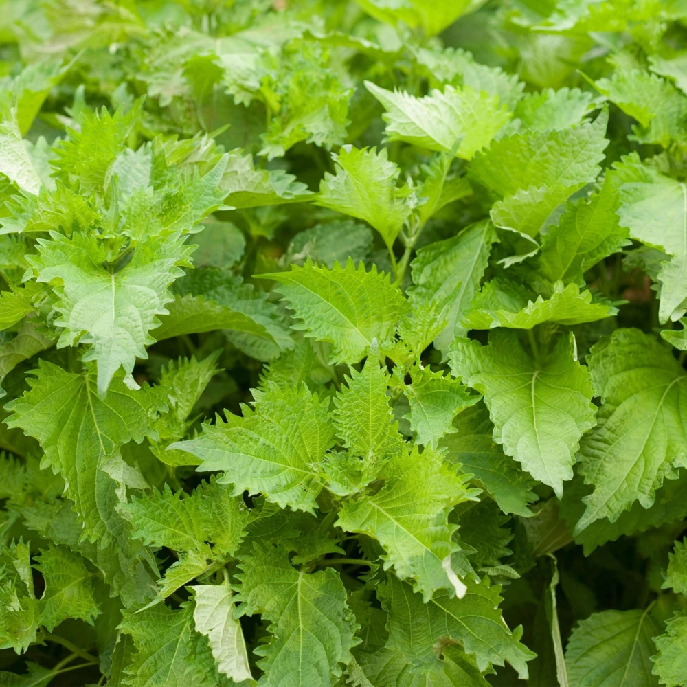 Green Shiso Herb Seeds - Perilla frutescens - Japanese Perilla Leaf - 20 Seed Pack - Image 7