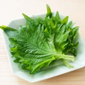 Green Shiso Herb Seeds - Perilla frutescens - Japanese Perilla Leaf - 20 Seed Pack - Image 8