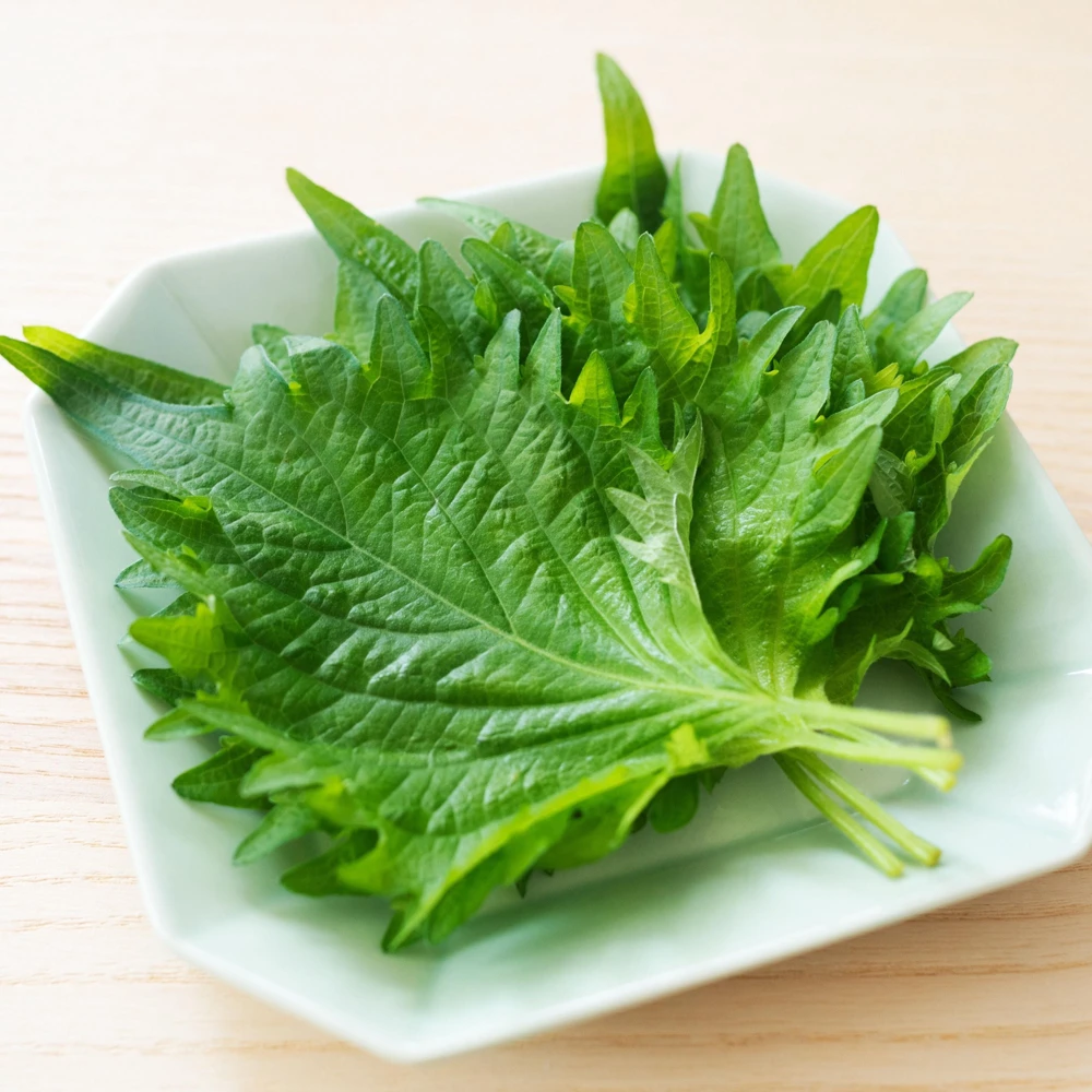 Green Shiso Herb Seeds - Perilla frutescens - Japanese Perilla Leaf - 20 Seed Pack - Image 8