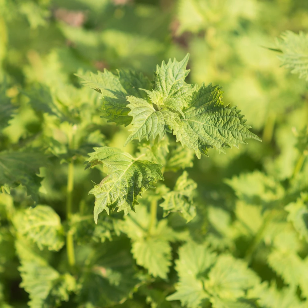 Green Shiso Herb Seeds - Perilla frutescens - Japanese Perilla Leaf - 20 Seed Pack - Image 9