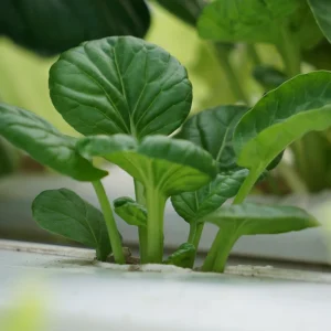 Green Tatsoi Seeds - Brassica rapa - 20 Seeds - Tender Asian Leafy Greens - Cold Hardy Vegetable for Garden - Image 10