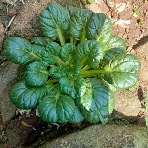 Green Tatsoi Seeds - Brassica rapa - 20 Seeds - Tender Asian Leafy Greens - Cold Hardy Vegetable for Garden - Image 2