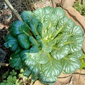 Green Tatsoi Seeds - Brassica rapa - 20 Seeds - Tender Asian Leafy Greens - Cold Hardy Vegetable for Garden - Image 3