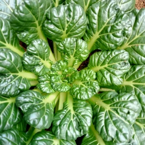 Green Tatsoi Seeds - Brassica rapa - 20 Seeds - Tender Asian Leafy Greens - Cold Hardy Vegetable for Garden - Image 4