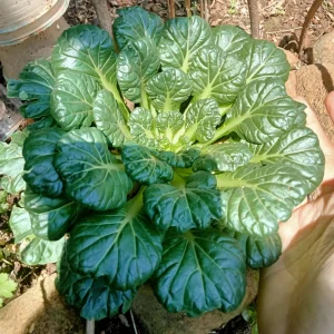Green Tatsoi Seeds - Brassica rapa - 20 Seeds - Tender Asian Leafy Greens - Cold Hardy Vegetable for Garden - Image 5