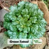 Green Tatsoi Seeds - Brassica rapa - 20 Seeds - Tender Asian Leafy Greens - Cold Hardy Vegetable for Garden - Image 1