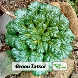 Green Tatsoi Seeds - Brassica rapa - 20 Seeds - Tender Asian Leafy Greens - Cold Hardy Vegetable for Garden - Image 1