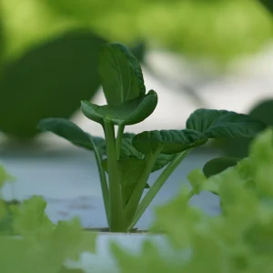Green Tatsoi Seeds - Brassica rapa - 20 Seeds - Tender Asian Leafy Greens - Cold Hardy Vegetable for Garden - Image 8