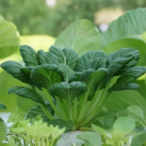 Green Tatsoi Seeds - Brassica rapa - 20 Seeds - Tender Asian Leafy Greens - Cold Hardy Vegetable for Garden - Image 9