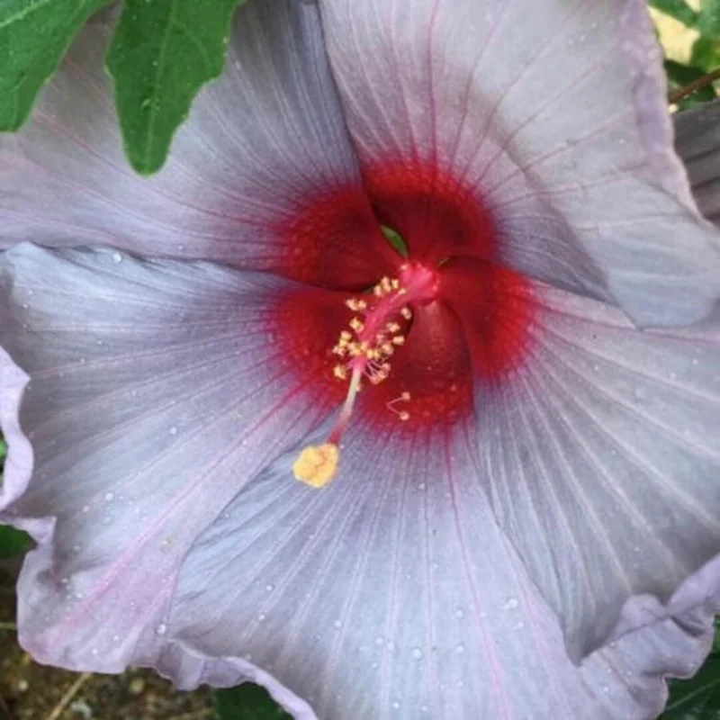 Hibiscus Bleu Brulé Live Plant – Tropical Shrub – 4in Tall - Image 2