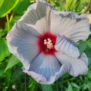 Hibiscus Bleu Brulé Live Plant – Tropical Shrub – 4in Tall - Image 1
