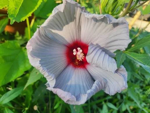 Hibiscus Bleu Brulé Live Plant – Tropical Shrub – 4in Tall - Image 1