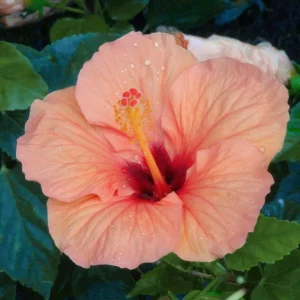 Hibiscus Golden Peach Live Plant – 6 Inch Tall Tropical Shrub – Outdoor Flower - Image 2
