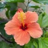 Hibiscus Golden Peach Live Plant – 6 Inch Tall Tropical Shrub – Outdoor Flower - Image 1