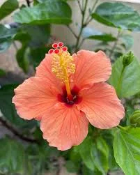 Hibiscus Golden Peach Live Plant – 6 Inch Tall Tropical Shrub – Outdoor Flower - Image 1