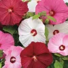 Hibiscus Luna Mix Live Plant – 4in Tall, Potted – Outdoor - Image 1