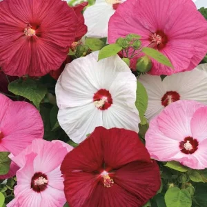 Hibiscus Luna Mix Live Plant – 4in Tall, Potted – Outdoor - Image 1