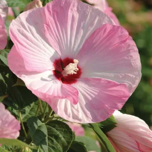Hibiscus Luna Pink Swirl Live Plant – 4in Tall Outdoor Shrub – Pink Flowers - Image 2