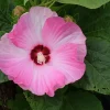Hibiscus Luna Pink Swirl Live Plant – 4in Tall Outdoor Shrub – Pink Flowers - Image 1