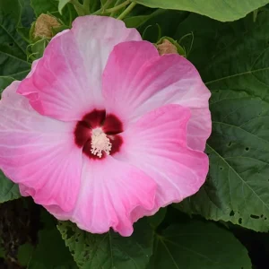 Hibiscus Luna Pink Swirl Live Plant – 4in Tall Outdoor Shrub – Pink Flowers - Image 1