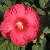 Hibiscus Luna Red Live Plant – 4in Tall – Potted Shrub – Outdoor/Indoor - Image 1