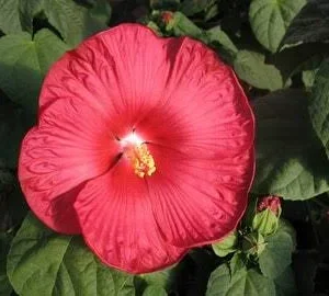 Hibiscus Luna Red Live Plant – 4in Tall – Potted Shrub – Outdoor/Indoor - Image 1