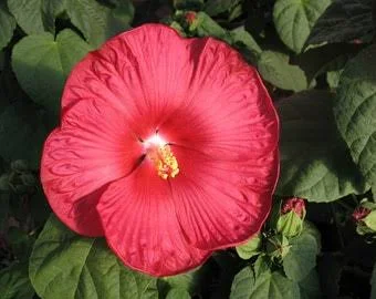 Hibiscus Luna Red Live Plant – 4in Tall – Potted Shrub – Outdoor/Indoor - Image 1