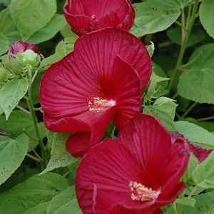 Hibiscus Luna Red Live Plant – 4in Tall – Potted Shrub – Outdoor/Indoor - Image 2