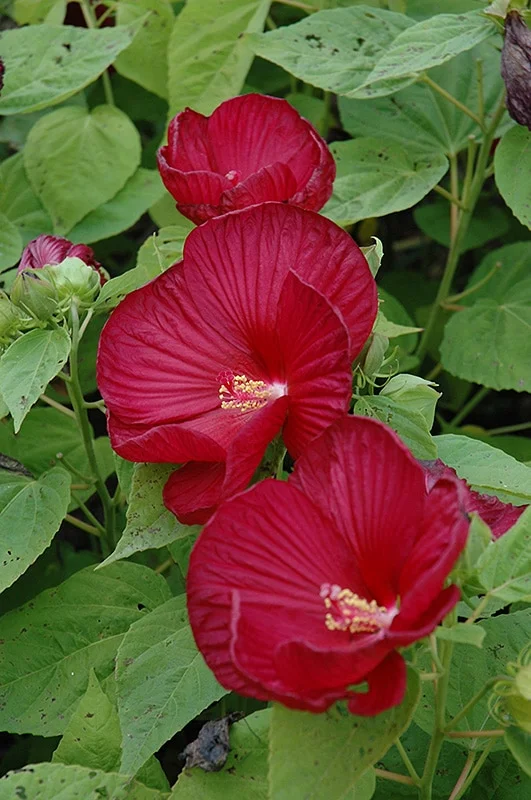 Hibiscus Luna Red Live Plant – 4in Tall – Potted Shrub – Outdoor/Indoor - Image 2