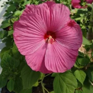 Hibiscus Luna Rose Live Plant – 4in Tall – Outdoor/Indoor Flowering Shrub - Image 2