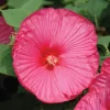 Hibiscus Luna Rose Live Plant – 4in Tall – Outdoor/Indoor Flowering Shrub - Image 1