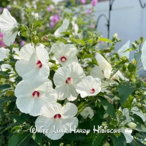 Hibiscus Luna White Live Plant – 4in Tall – Garden & Patio Flower - Image 2