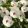 Hibiscus Luna White Live Plant – 4in Tall – Garden & Patio Flower - Image 1