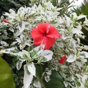 Hibiscus Snow Queen Live Plant - 6in Tall - Variegated Foliage - Image 2