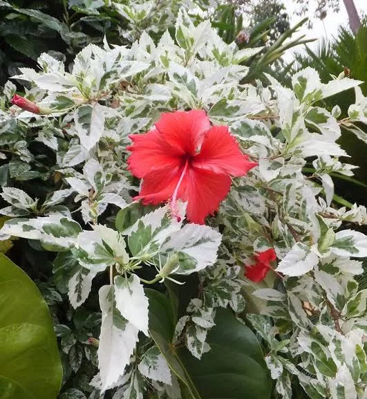 Hibiscus Snow Queen Live Plant - 6in Tall - Variegated Foliage - Image 2