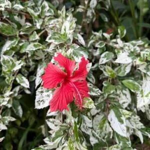 Hibiscus Snow Queen Live Plant - 6in Tall - Variegated Foliage - Image 1